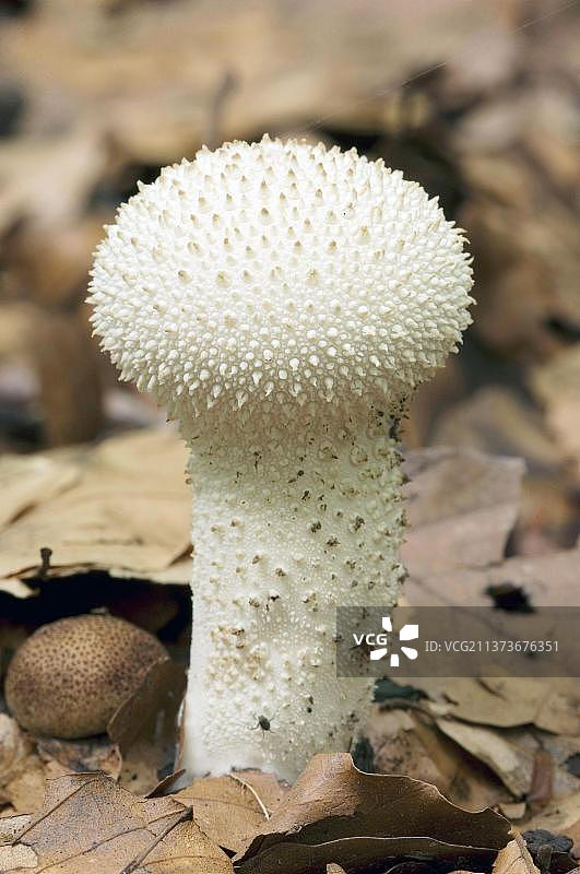 普通马勃，德国，欧洲图片素材