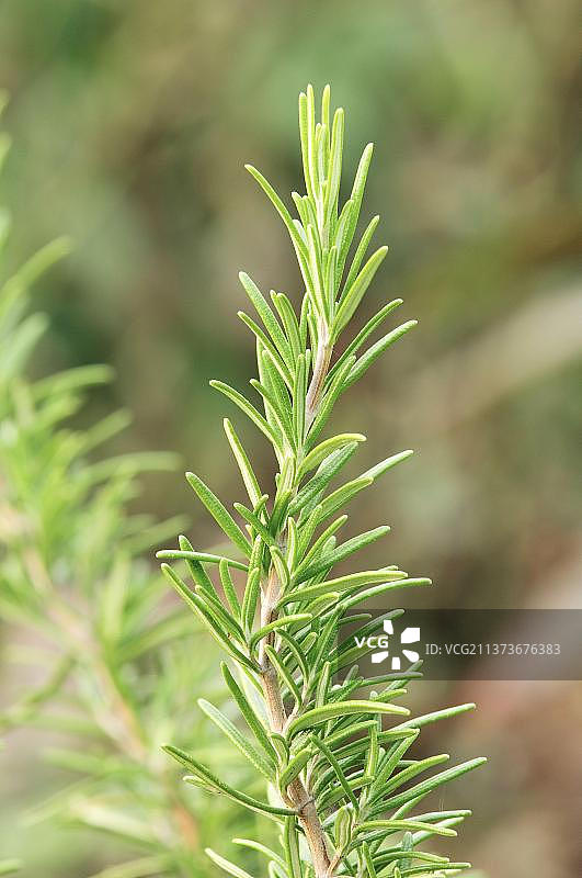 迷迭香图片素材