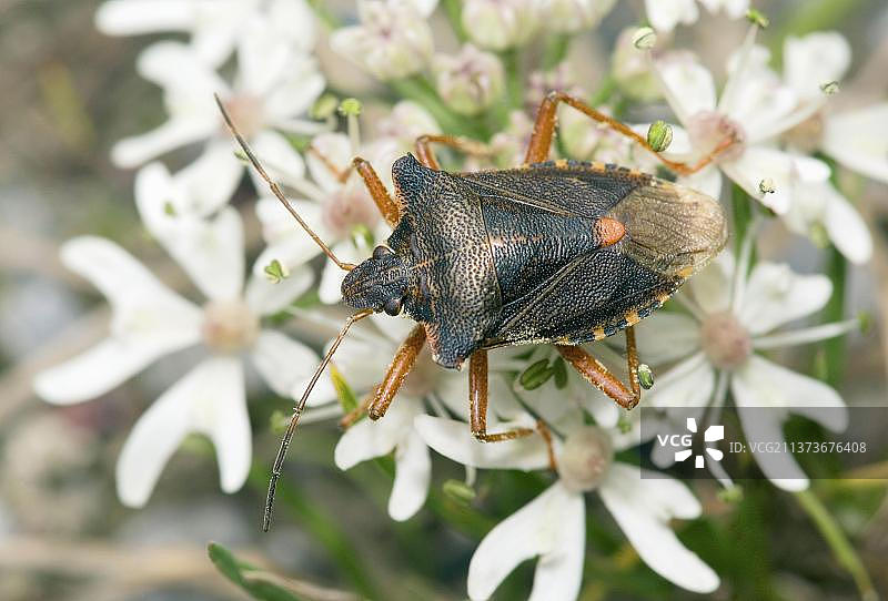 德国北莱茵-威斯特法伦的森林椿象图片素材