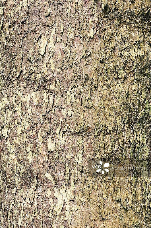 鸽子与树皮，珙桐图片素材