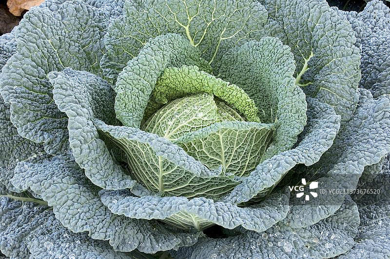 蔬菜卷心菜（皱叶甘蓝），萨沃伊卷心菜图片素材