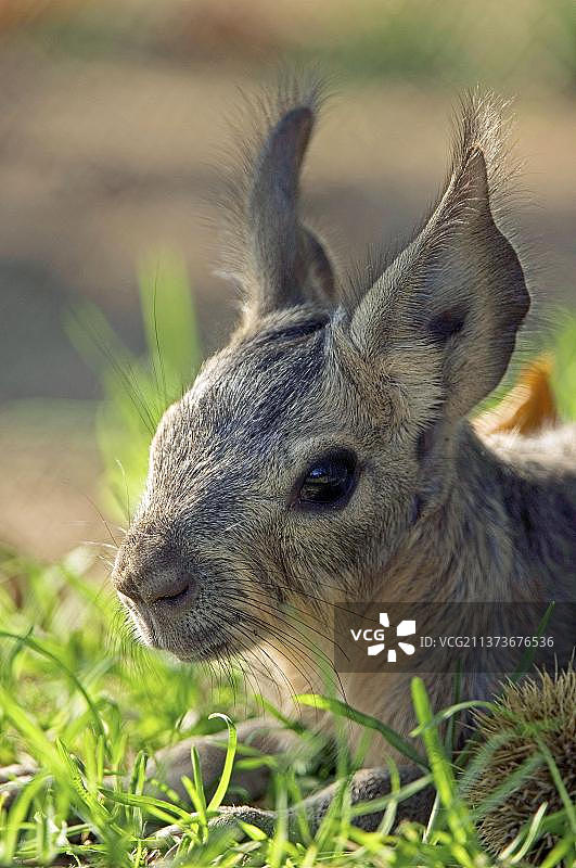 巴塔哥尼亚豚鼠幼崽图片素材