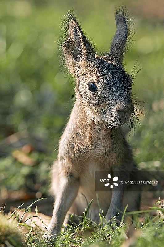 巴塔哥尼亚豚鼠幼崽图片素材