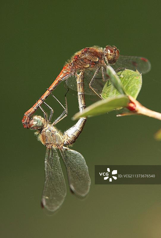 红蜻蜓图片素材