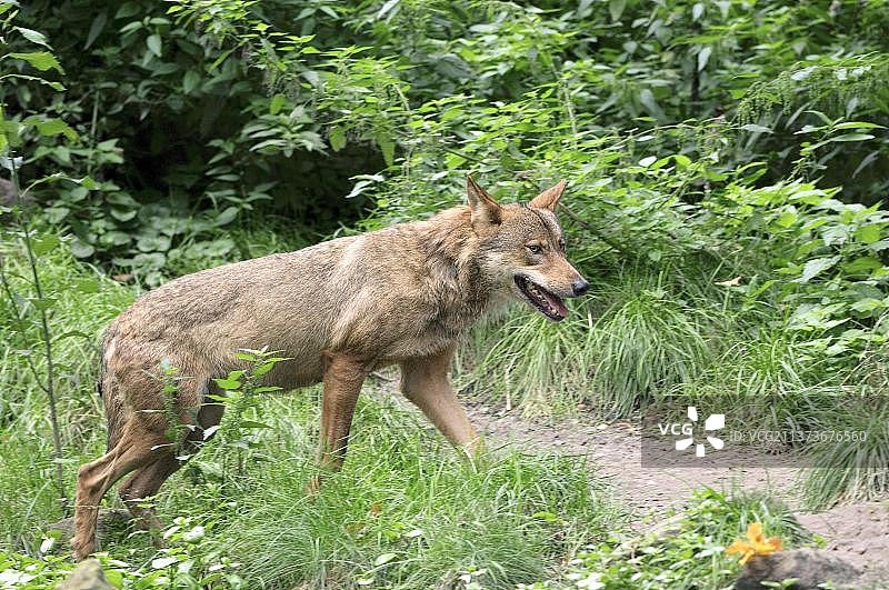 伊比利亚狼图片素材