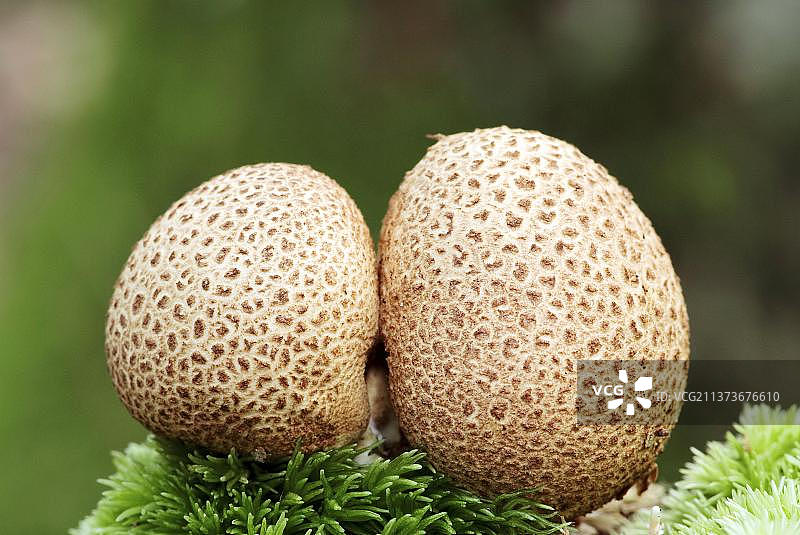 普通马勃，荷兰图片素材