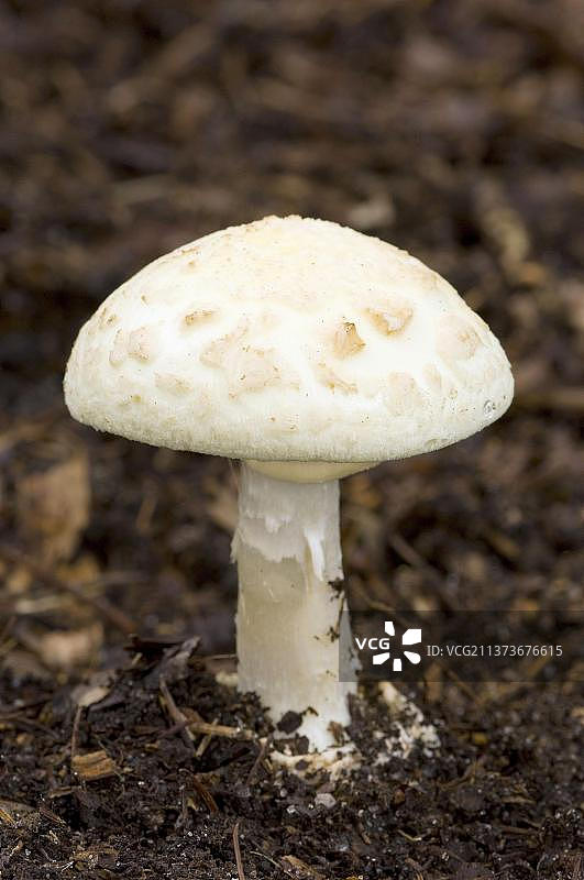 荷兰的黄色块茎叶蘑菇，柠檬鹅膏菌图片素材