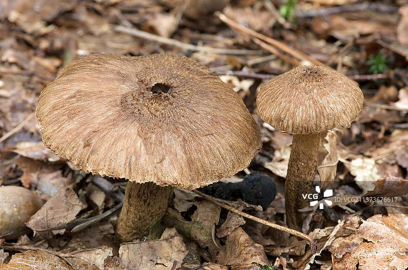 裂丝膜菌，荷兰图片素材