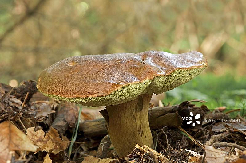 夏季牛肝菌（夏日牛肝菌），荷兰图片素材