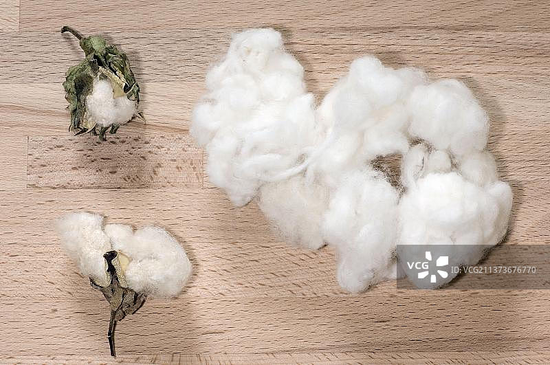 棉花图片素材