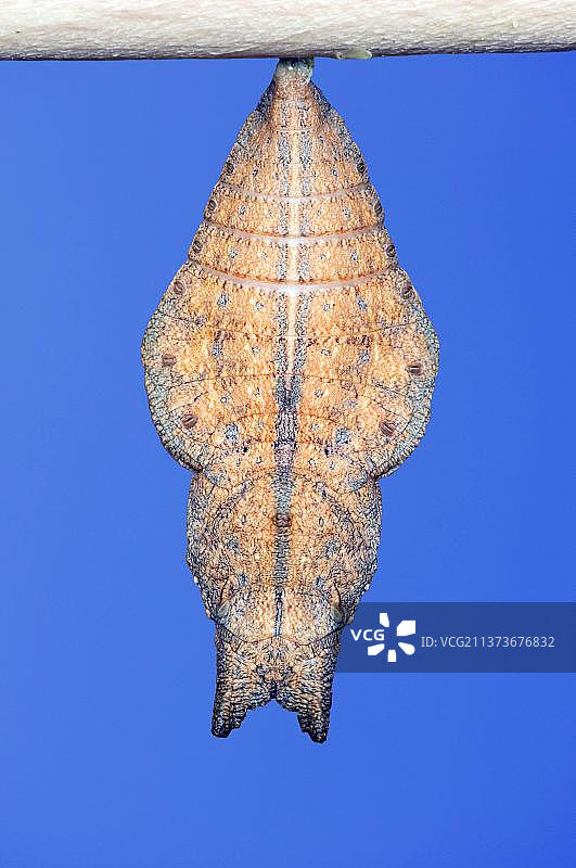 巴黎翠凤蝶的蛹图片素材