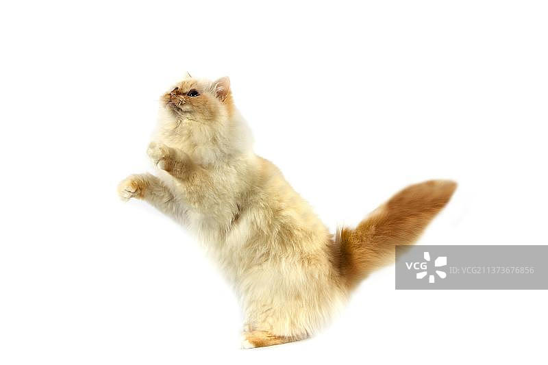 红色缅甸猫图片素材