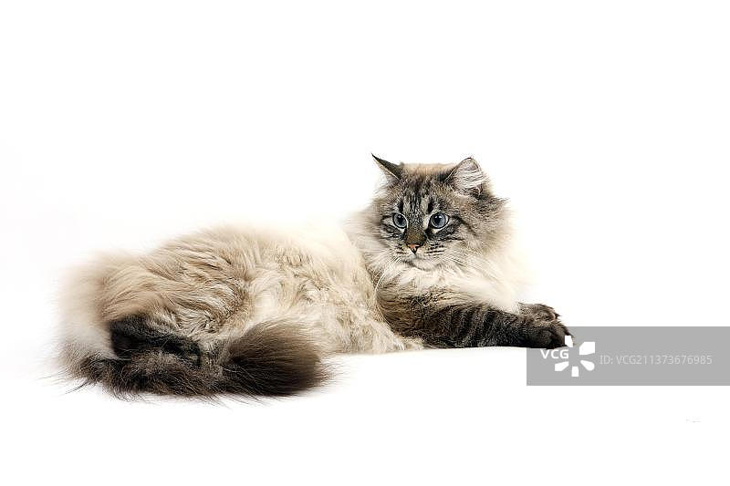 西伯利亚猫：躺在白色背景上的海豹重点色内华达化妆舞会猫图片素材