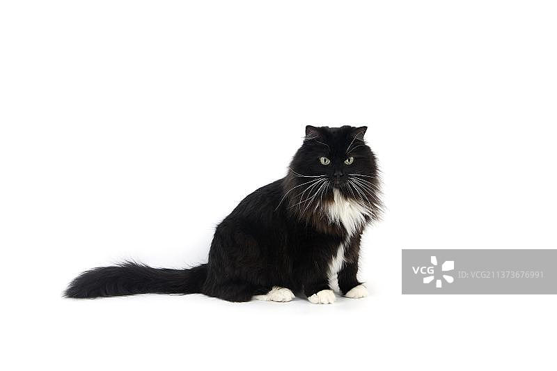 黑白西伯利亚家猫（雌性）图片素材