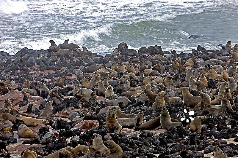 纳米比亚海角十字角的南非海狗图片素材