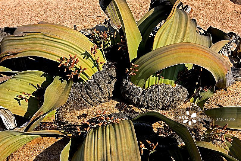 百岁兰，纳米比亚纳米布沙漠的活化石图片素材