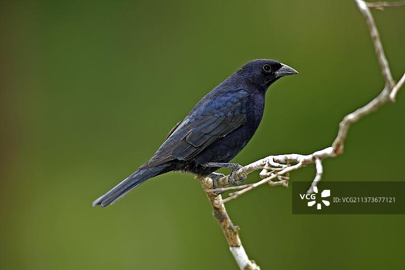 闪亮的牛鹂，巴西潘塔纳尔图片素材