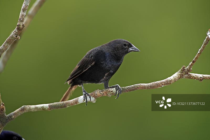 闪亮的牛鹂，巴西潘塔纳尔图片素材