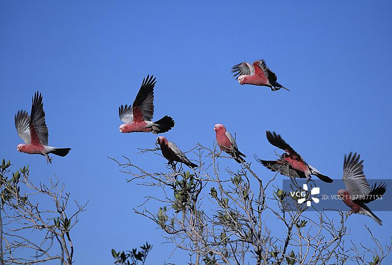 粉红凤头鹦鹉，澳大利亚，大洋洲图片素材