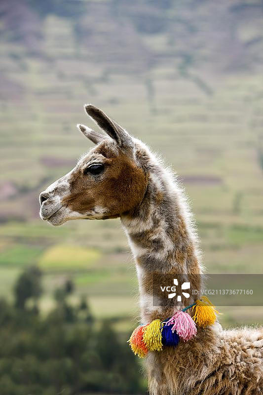 秘鲁库斯科附近的带绒球的美洲驼图片素材