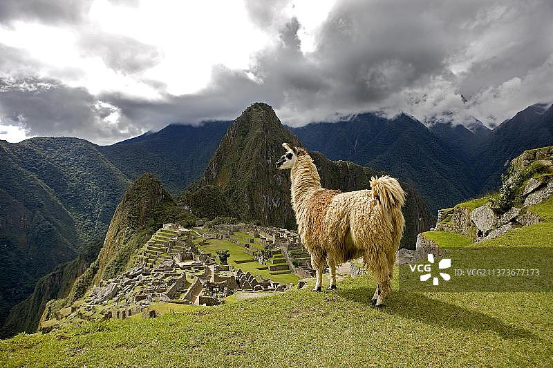 秘鲁马丘比丘的羊驼图片素材