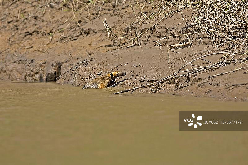南方食蚁兽在秘鲁马努国家公园穿过马德雷德迪奥斯河图片素材
