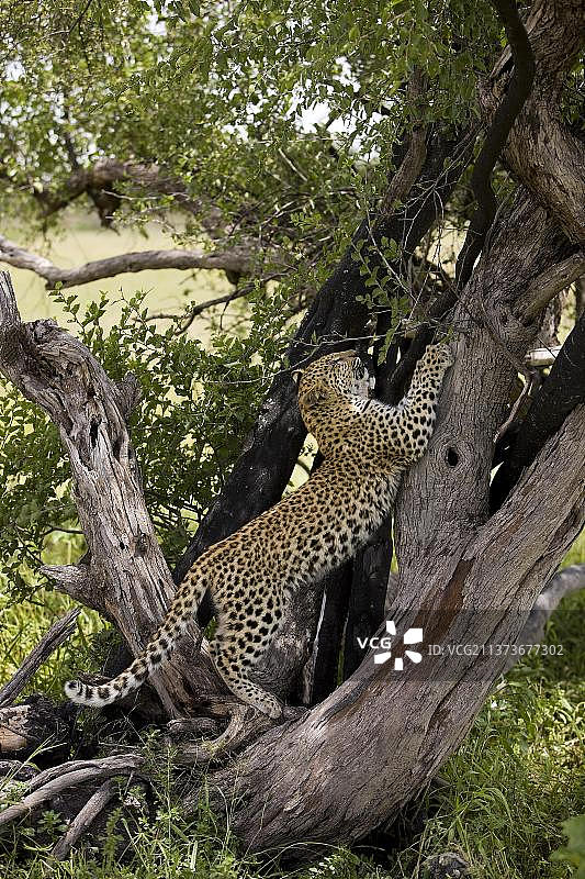 非洲纳米比亚四个月大的小豹幼崽图片素材