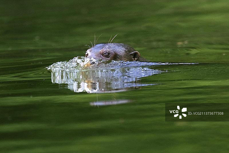 秘鲁马努国家公园的巨型水獭图片素材