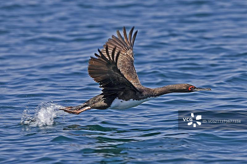 飞离水面的鸟类，秘鲁帕拉卡斯自然保护区巴耶斯塔斯岛图片素材