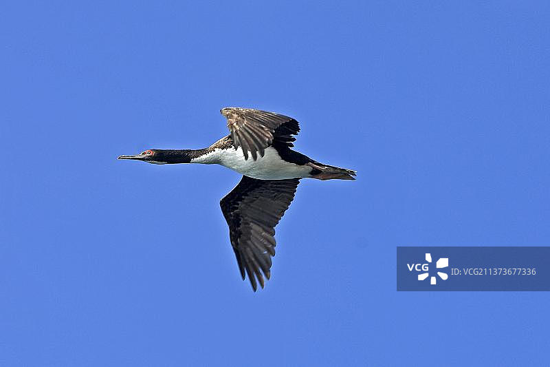 飞行中的鸬鹚鸟（秘鲁帕拉卡斯保护区巴耶斯塔斯岛）图片素材