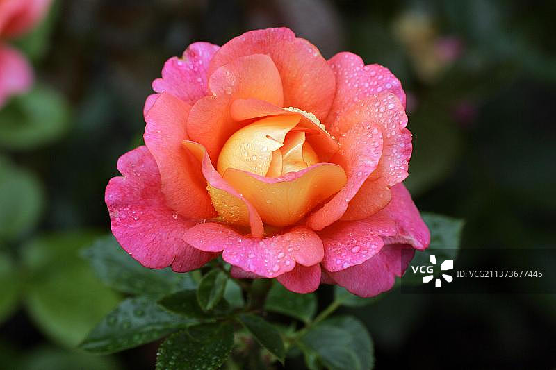 玫瑰(Rosa)“简陋”图片素材