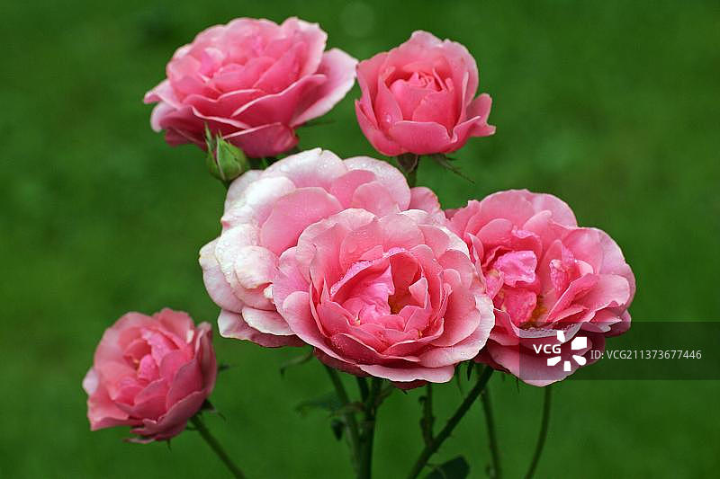 Heidelinde玫瑰图片素材