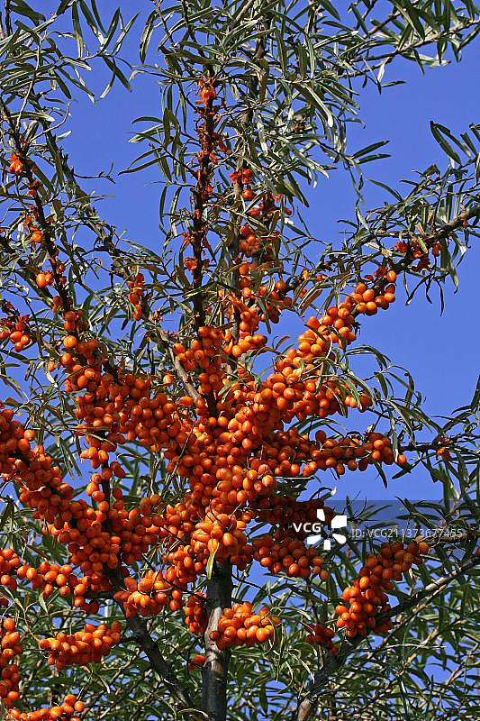 沙棘 (Hippophae rhamnoides)，带有浆果的树枝，德国石勒苏益格-荷尔斯泰因图片素材