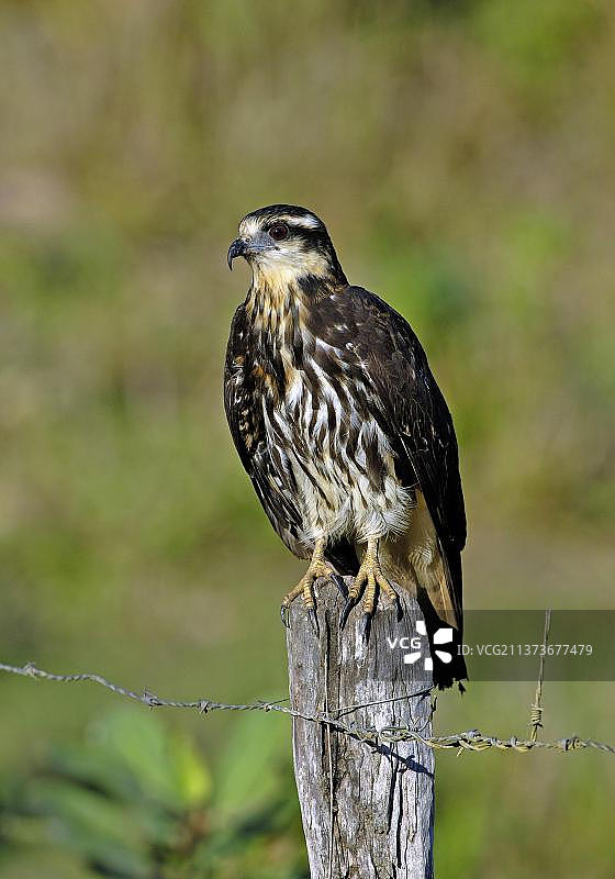 幼年蜗鸢，潘塔纳尔，巴西，南美洲图片素材