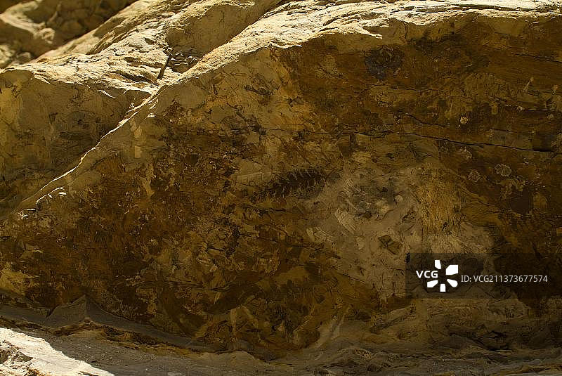 阿根廷圣胡安省月亮谷岩石中的植物化石图片素材