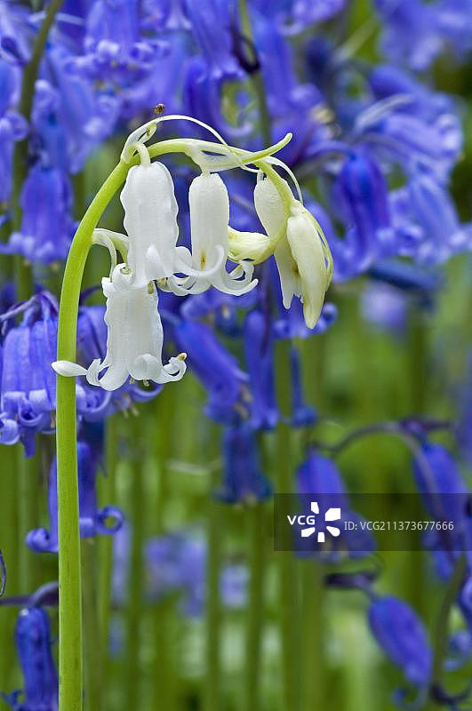 春季山毛榉落叶林中盛开的风铃草图片素材