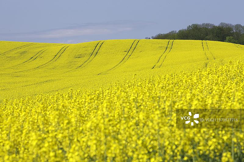 甘蓝（油菜）花田，巴登-符腾堡，鲜花盛开图片素材