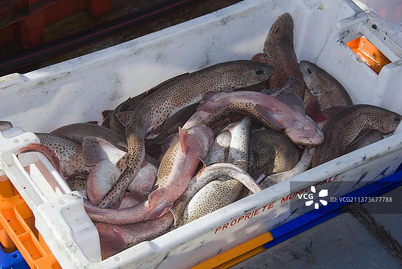 小斑点猫鲨图片素材