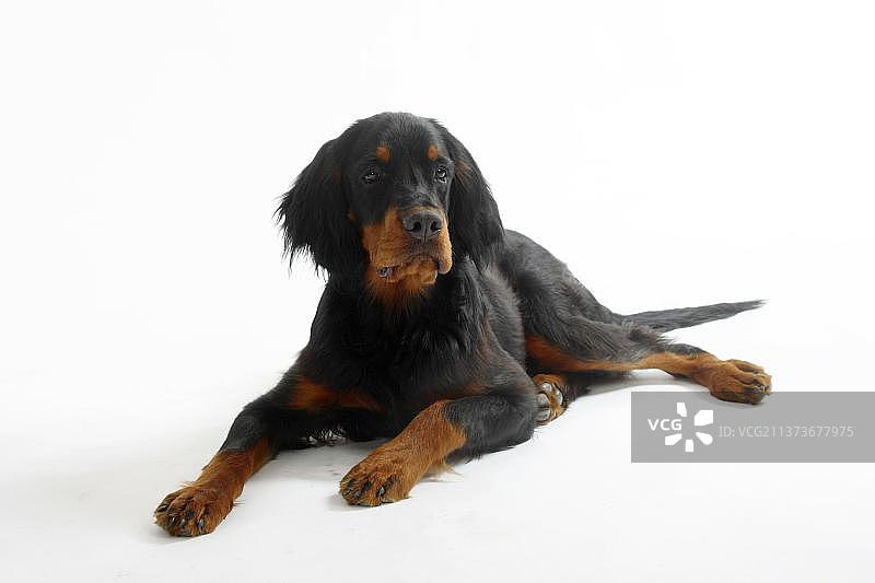 六个月大的戈登雪达犬图片素材