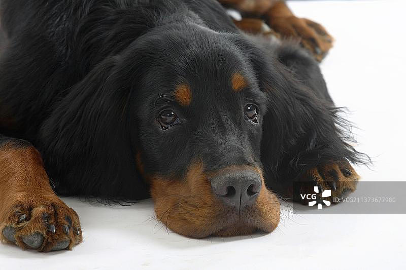 六个月大的戈登雪达犬图片素材