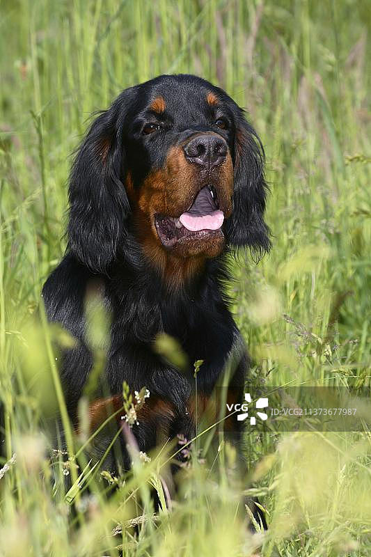 六个月大的戈登雪达犬图片素材
