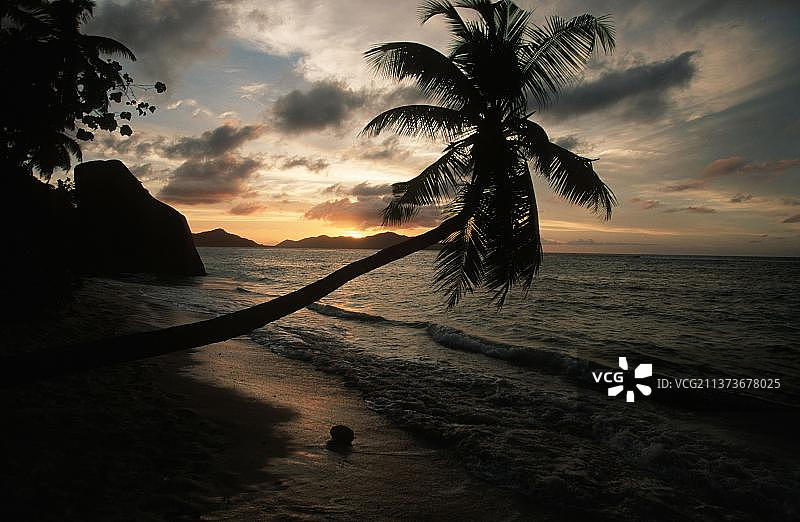 非洲塞舌尔拉迪格岛银泉滩的棕榈树图片素材