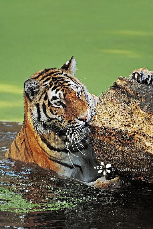 东北虎在水中图片素材