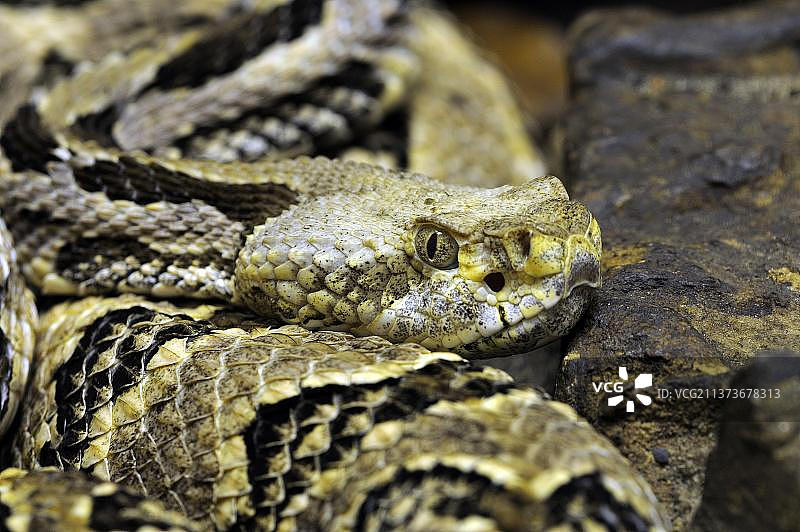 响尾蛇图片素材