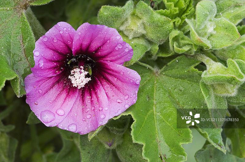 开花的锦葵图片素材