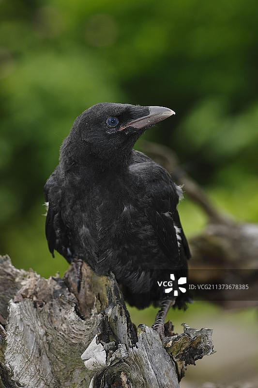 幼鸟 carrion crow (Corvus corone corone)图片素材