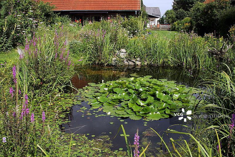 花园池塘：欧洲白睡莲、千屈菜与荇菜图片素材