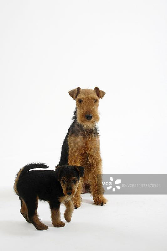 威尔士梗犬和7周大的幼犬图片素材