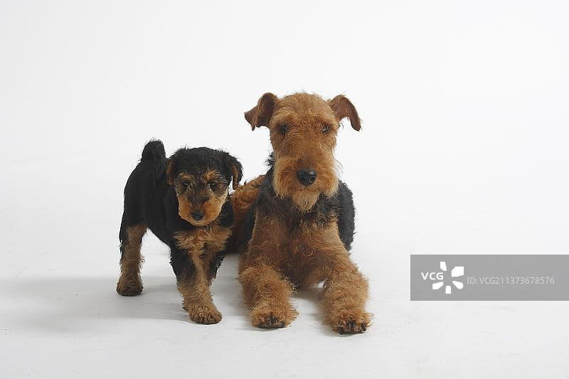 威尔士梗犬和7周大的幼犬图片素材