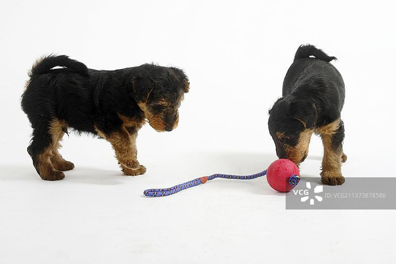 威尔士梗犬幼犬和玩具球图片素材